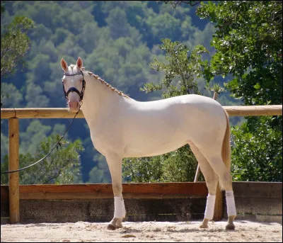 Et pour ce beau cheval ?