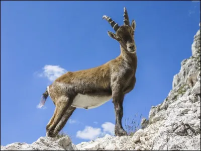 Quel est le nom de cet animal ?