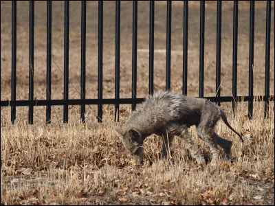 Comment se nomme ce monstre mexicain ?