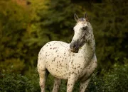Quiz Quelle est la race de ce cheval ?
