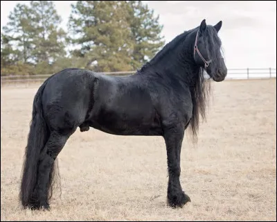 Pour commencer, quelle est la race de ce beau cheval noir aux cheveux fris&eacute;s ?