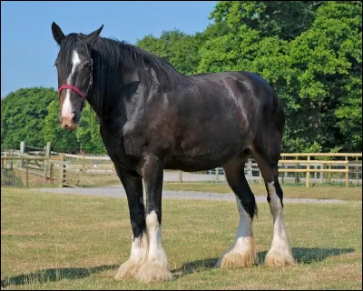 Et quelle est la race de ce g&eacute;ant ?