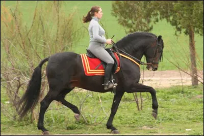 Quelle est la race de ce cheval majestueux ?