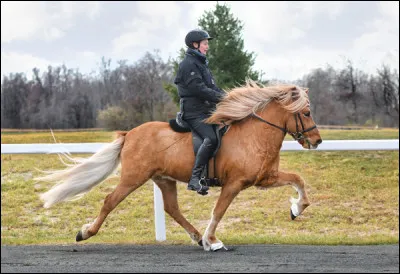 Et ce poney aux allures sp&eacute;ciales ? Qui est-il ?