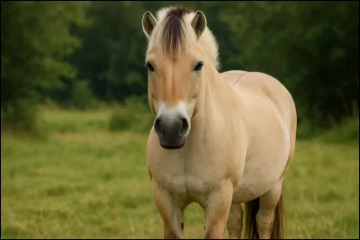 Et de quelle est la race de ce beau poney &agrave; la crini&egrave;re bicolore ?