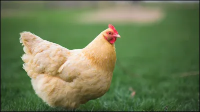 Est-ce qu'il y a des poules ?