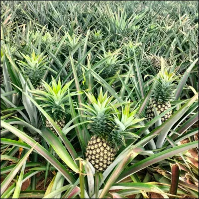 Est-ce qu'il y a des ananas ?