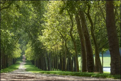 Est-ce qu'il y a des arbres ?