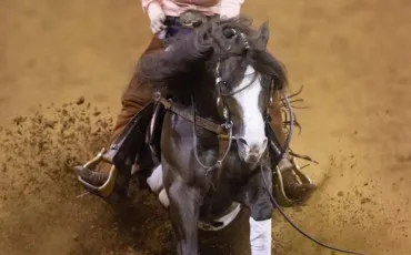 Quiz Chevaux