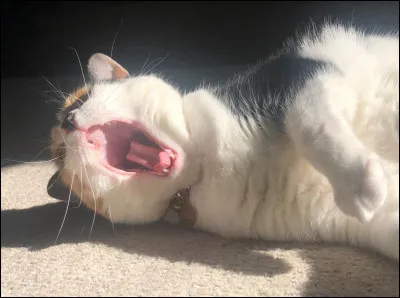 Quel est son nom de chaton ?