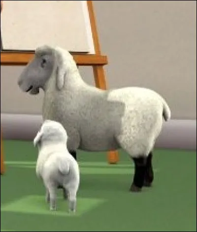 Comment s�appellent ces deux moutons ?