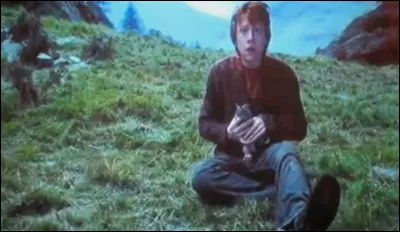 Devant quel arbre est attir&eacute; Ron lorsqu'il est mordu par son rat ?