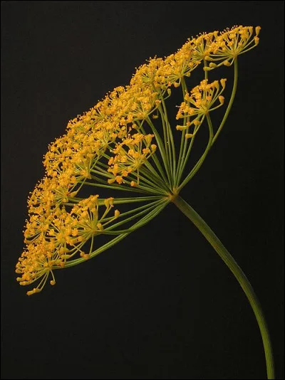 Cadeau &agrave; Diane.