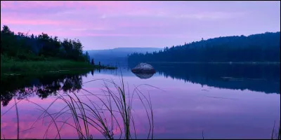 Quel animal miaule ?