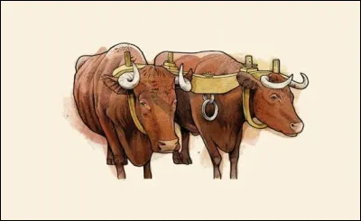 Que portent ces 2 vaches sur leur t&ecirc;te ?