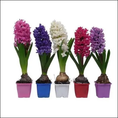 Quel est le nom de ces fleurs ?