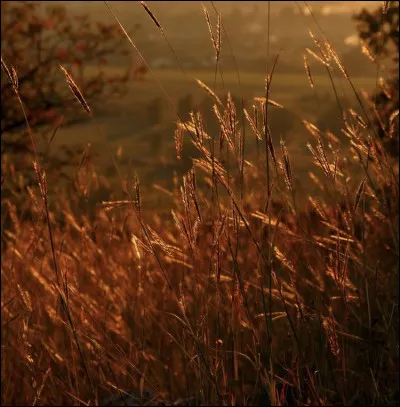 Comment agis-tu quand tu veux vraiment quelque chose ?