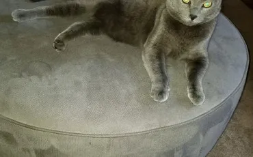 Quiz Litt�rature, po�sie