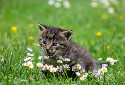 Quelle fonction exerce-t-il au sein du clan ?