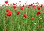 Quiz Une fleur, une question !