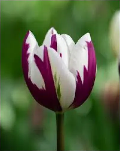 Quel est le symbole des tulipes dans le langage des fleurs ?
