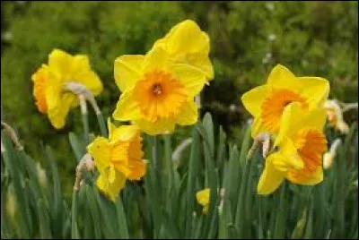 Quel mois est aussi appel&eacute; mois des jonquilles ?