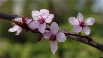 Que symbolise la fleur de cerisier ?