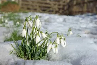 Avec quelle fleur peut-on confondre le perce-neige ?