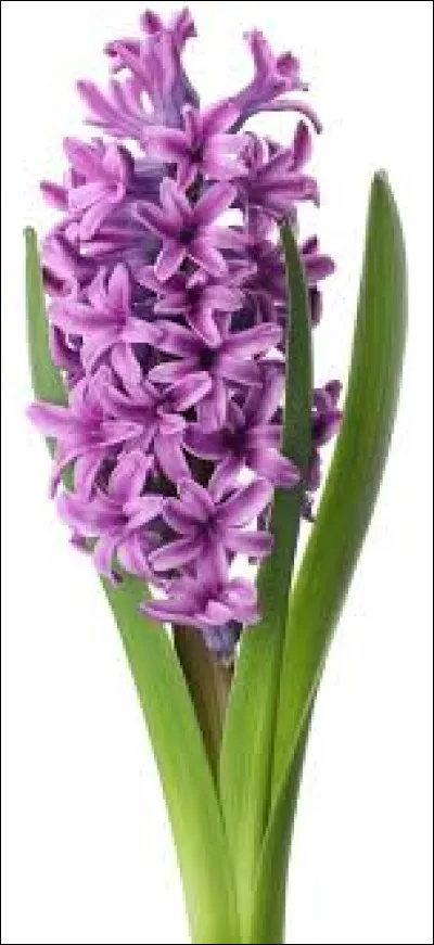 Est-il possible de faire pousser les jacinthes en hiver ?