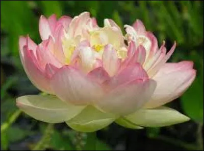 Le lotus est une plante aquatique :