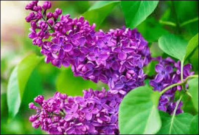 Que signifie le pr&eacute;nom lilas ?