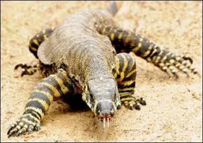 Parmi ces animaux, lequel n'est pas un mammif&egrave;re ?