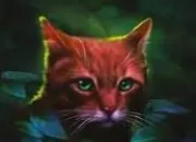 Quiz LGDC : �toile de Sapin