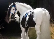 Test Quel cheval de trait es-tu ?