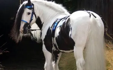 Quiz Test de personnalit�