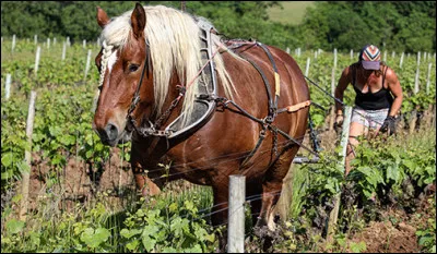 Quel serait ton travail ?