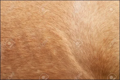 Aimes-tu cette image ?