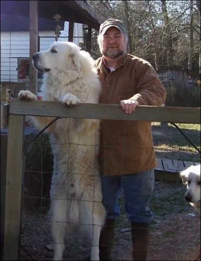 Cet acteur (un vritable gant) tait qui dans ce film de 1951 ?