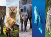 Test Quel animal es-tu ?