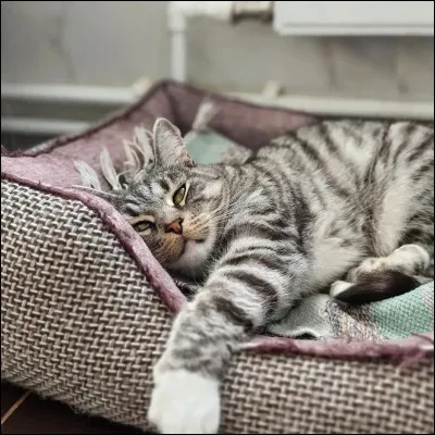 C'est dimanche et tout le monde s'ennuie. Que fais-tu ?