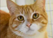 Quiz Le pelage des personnages de LGDC !