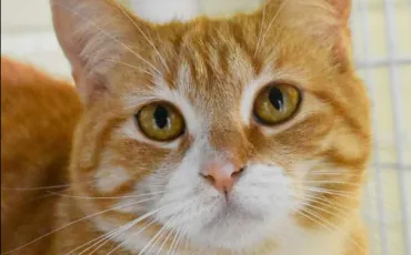 Quiz Litt�rature, po�sie