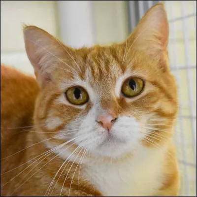 Qui a le pelage dor&eacute; ou jaune, ci-dessus ?