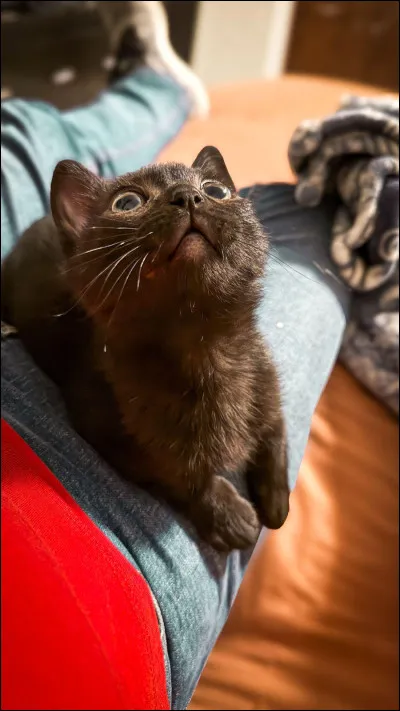 Qui a le pelage brun, parmi tous ces chats ?