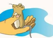Quiz Expressions images. Animaux