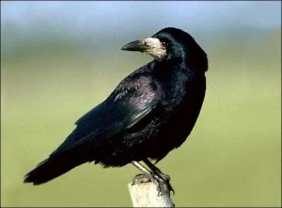 A propos d'une personne, 'Un corbeau' veut dire :