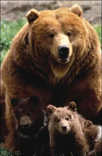 L'expression 'Avoir ses ours' veut dire :