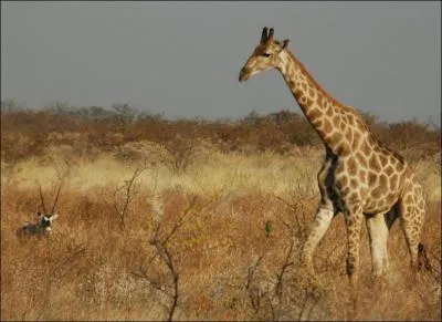 L'expression 'Peigner la girafe' a le sens :