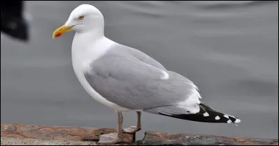 Cet oiseau de mer est un / une...