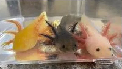 Comment s�appelle cet animal ?